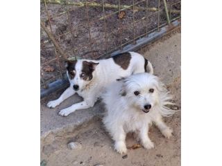 DUE VITE DIMENTICATE REBECCA & BELL… ANZIANE DI TAGLIA PICCOLA IN CANILE