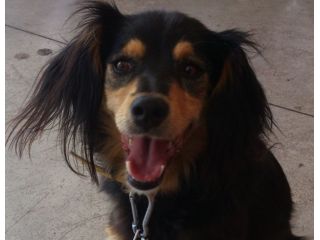 BIRILLO, tenero cagnolino