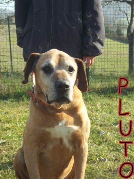 PLUTO, boxer in cerca di casa - Foto 3