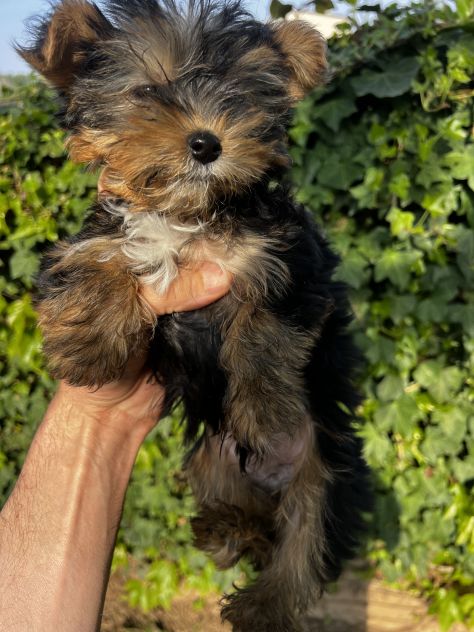 Cuccioli di Morkie (Morkye) maltese x yorkshire - Foto 2