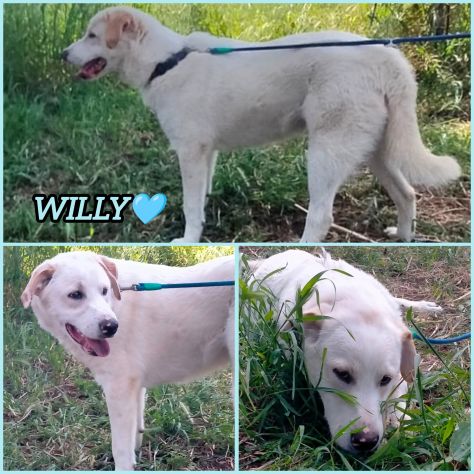 WILLY CUCCIOLO MIX LABRADOR
