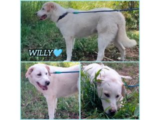 WILLY CUCCIOLO MIX LABRADOR