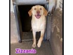 ZIGO E ZIZZANIA  CANI IN ADOZIONE taglia media
