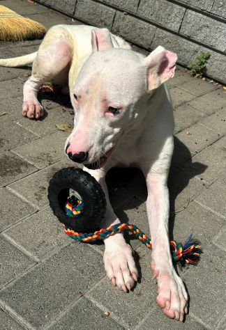 ALBINO DOGO ARGENTINO - Foto 5