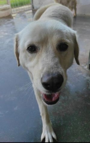 Cagnolina da adottare - Foto 2