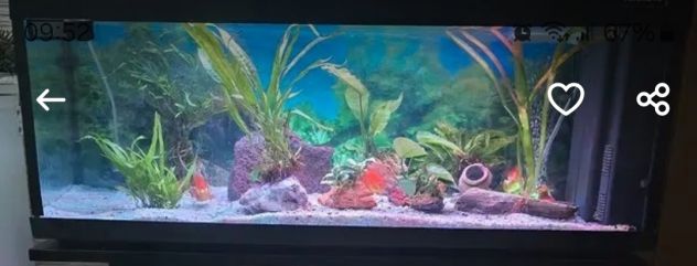 Acquario 100 litri