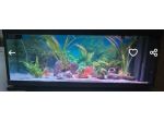 Acquario 100 litri