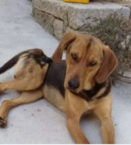 2/3anni segugino veniva cacciato!! Urgente aiuto!MOLISE SOS - Foto 6