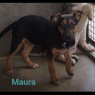 MAURA, VARCO, ROSEA, PEPPINO, CUCCIOLI IN ADOZIONE - Foto 5