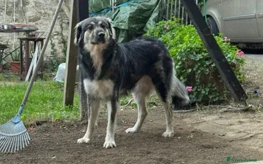 Cora: 2 anni, taglia grande, cerca nuova famiglia - Foto 4