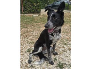 Serafina 3 anni taglia media piccola