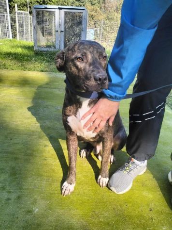 Apollo simil Amstaff