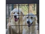 DANTE E ULISSE MIX PMA E GOLDEN CERCANO CASA, CANI IN ADOZIONE