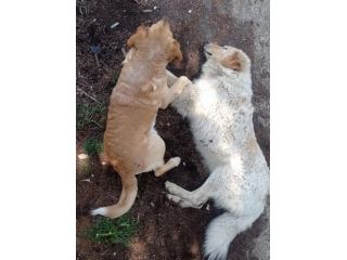 RED E MACNO CERCANO CASA, CANI IN ADOZIONE