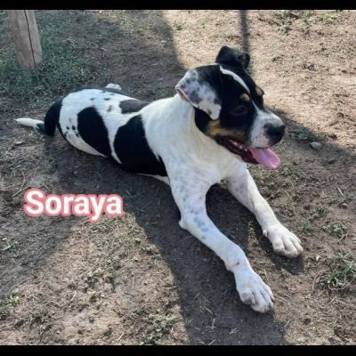 Janette mamma, Jordan papà, Soraya cucciola, cani in adozione - Foto 9