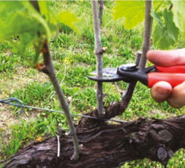 Servizi di agricoltura e giardinaggio - Foto 4