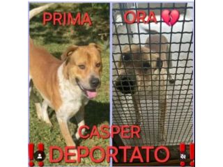 CASPER HA BISOGNO URGENTE DI TROVARE CASA, CANE IN ADOZIONE