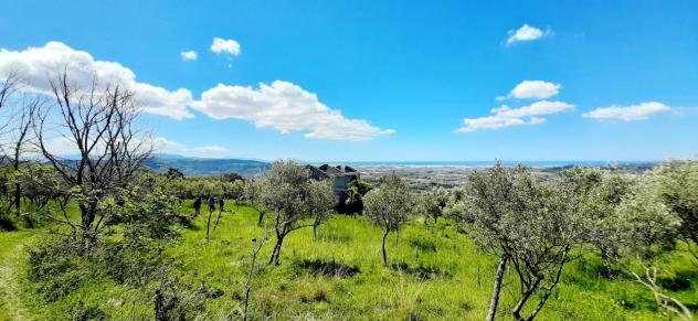 Uliveto in vendita a Montecorvino Rovella