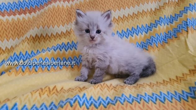 cuccioli gattini siberiani pedigree_ tutta Italia - Foto 4
