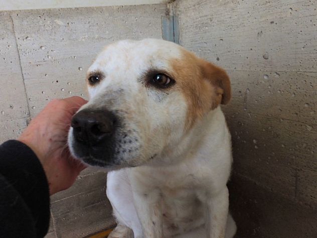 Itaca cagnolina gentile - Foto 2