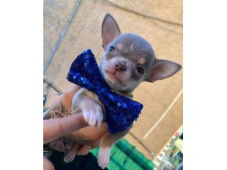Chihuahua cuccioli