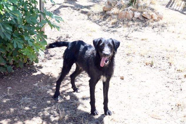 Jerry dolcissimo spinone in adozione - Foto 5