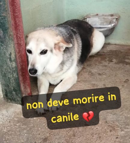 LADY SIMIL PASTORE TEDESCO 10 ANNI - Foto 2