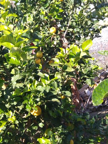 Terreno agricolo in cd ramotta Partinico - Foto 2