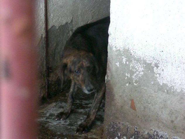 ARAMIS, adozione del cuore - Foto 2
