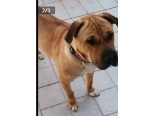 Simil Sharpei 5anni color miele presto sola prov PALERMO