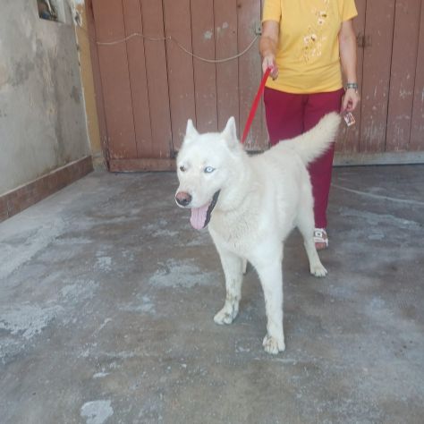 Zeus: giovane Siberian Husky socievole con tutti - Foto 3