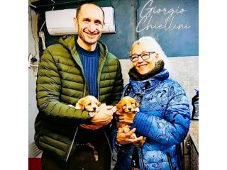 I nostri cuccioli Maltipoo scelti anche dai grandi Campioni