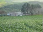 Terreno agricolo con stalla