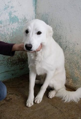 ARES, ACHILLE, ARAMIS SPLENDIDI CANI IN ADOZIONE