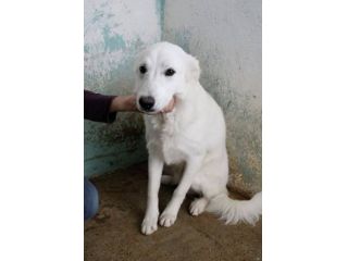 ARES, ACHILLE, ARAMIS SPLENDIDI CANI IN ADOZIONE