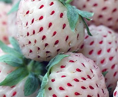 FRAGOLA BIANCA ANANAS