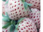 FRAGOLA BIANCA ANANAS