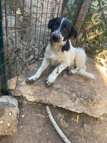 Zorro cucciolo - Foto 3