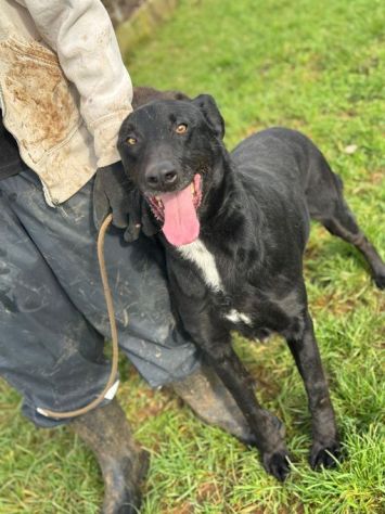 AARON dolce e vitale carbonello,  CANE IN ADOZIONE - Foto 10