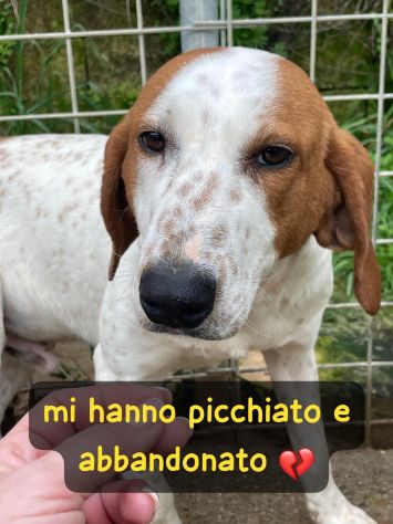 GIORGIO 2 ANNI BRACCO POINTER - Foto 9