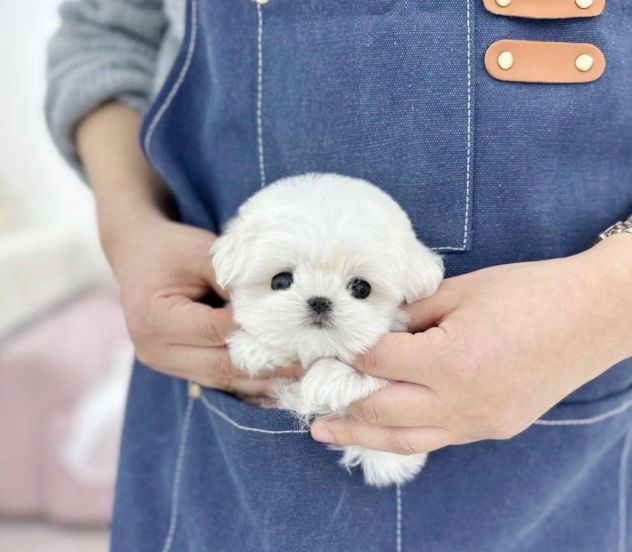 maltese cucciolata