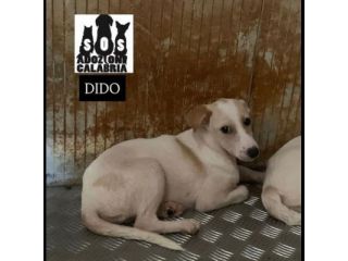 CUCCIOLI IN ADOZIONE