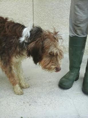 VELVET, giovane cagnolina dal carattere meraviglioso - Foto 2