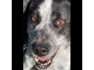 GENTILE E DISCRETO CAGNOLINO IN ADOZIONE