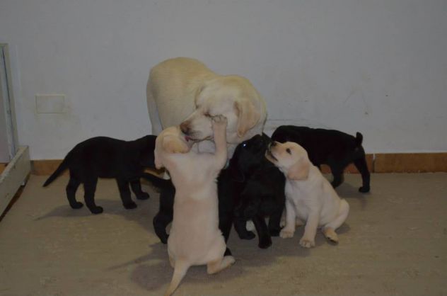Cucciolo Labrador con Pedigree - Allevamento Labrador EXPO - Foto 5