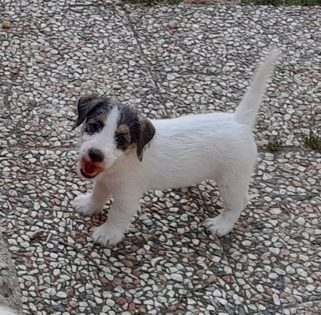 Jack Russell Terrier Broken Ruvido cuccioli - Foto 3