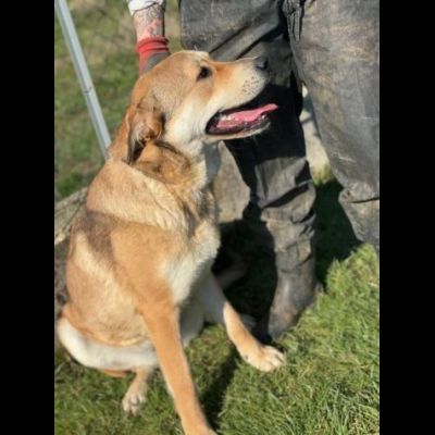 DOLCISSIMA  CAGNOLINA IN ADOZIONE - Foto 6