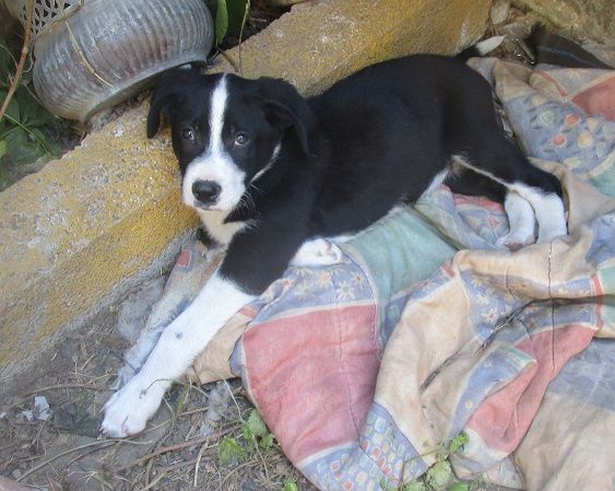 LIZ, stupenda cucciolotta - Foto 7