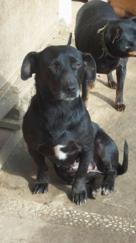 PEPITA, dolce mix bassotto - Foto 3