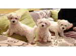 Cuccioli bichon frisee